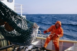 EU tăng nhập khẩu cá ngừ tươi sống và đông lạnh